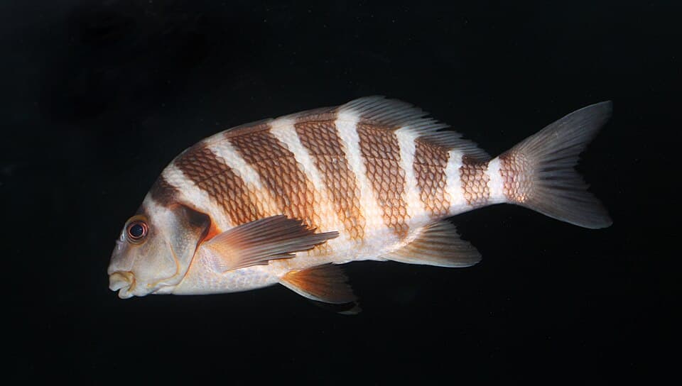 ภาพประกอบของ ปลา spectabilis (Cheilodactylus spectabilis)