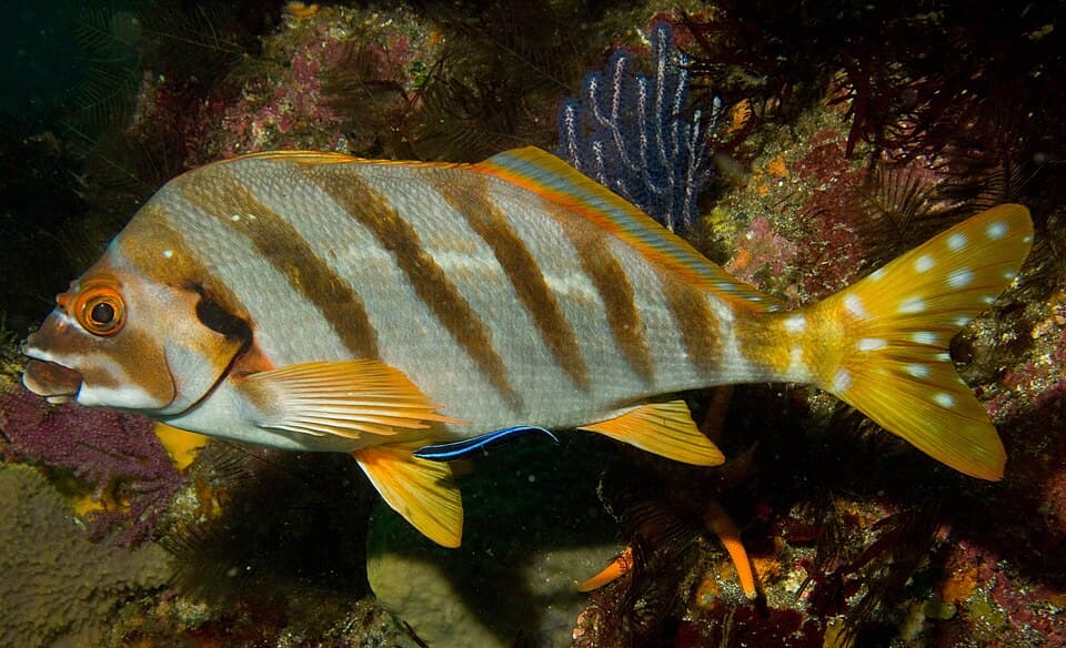 ภาพประกอบของ ปลา zonatus (Cheilodactylus zonatus)