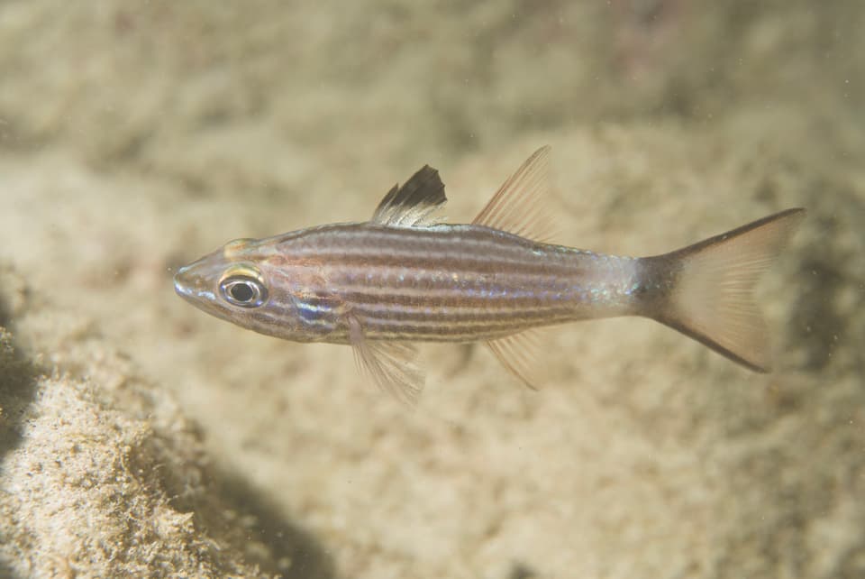 ภาพประกอบของ ปลาอมไข่ alleni (Cheilodipterus alleni)