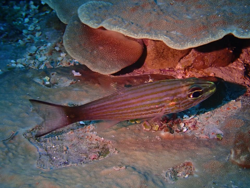 ภาพประกอบของ ปลาอมไข่เขี้ยวยาว (Cheilodipterus artus)