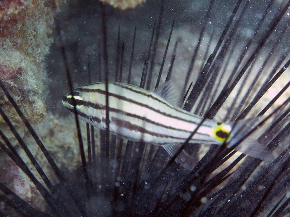 ภาพประกอบของ ปลาอมไข่สองจุด (Cheilodipterus novemstriatus)