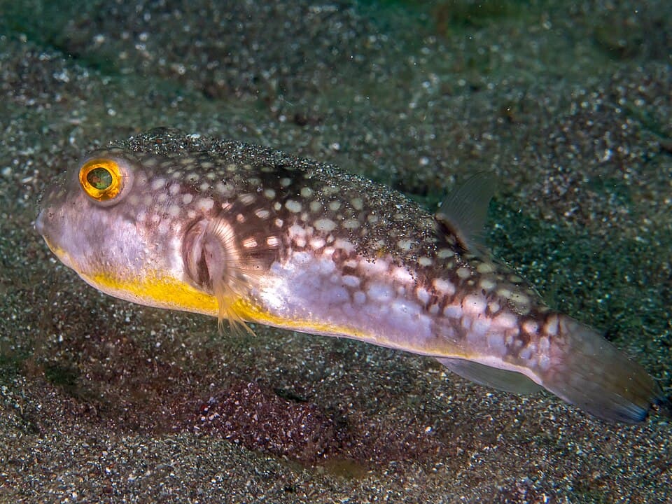 ภาพประกอบของ ปลาปักเป้าตุ๊กแก (Chelonodon patoca)