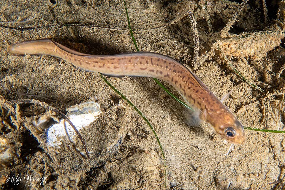 ภาพประกอบของ ปลา taylori (Chilara taylori)