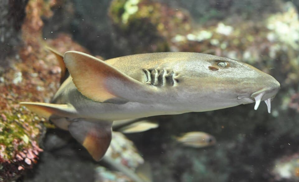 ภาพประกอบของ ปลา griseum (Chiloscyllium griseum)