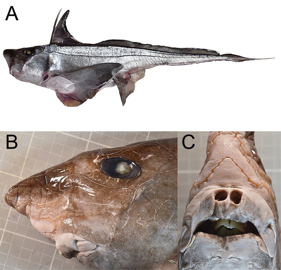 ภาพประกอบของ ปลา phantasma (Chimaera phantasma)