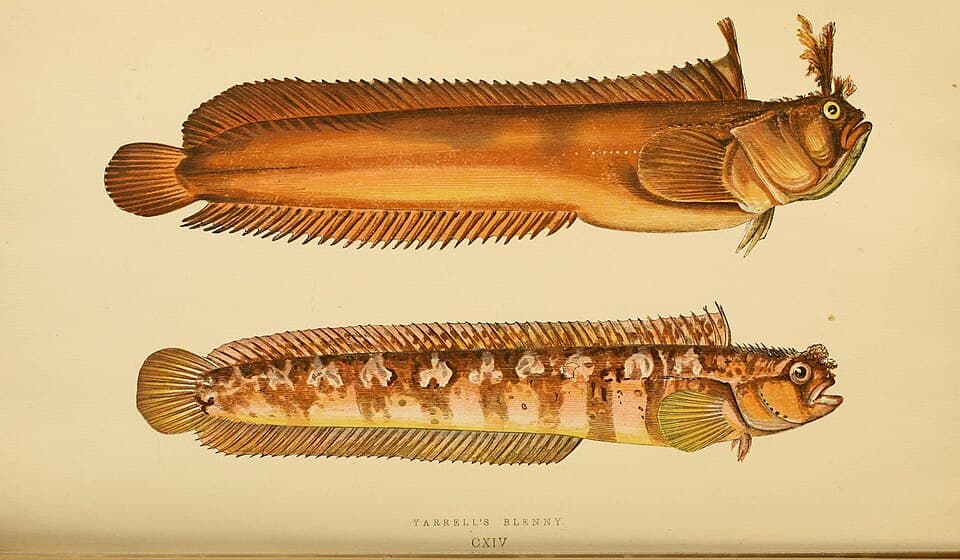 ภาพประกอบของ ปลา ascanii (Chirolophis ascanii)