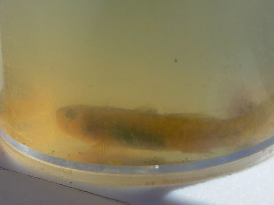 ภาพประกอบของ ปลาบู่บู่ (Chlamydogobius micropterus)