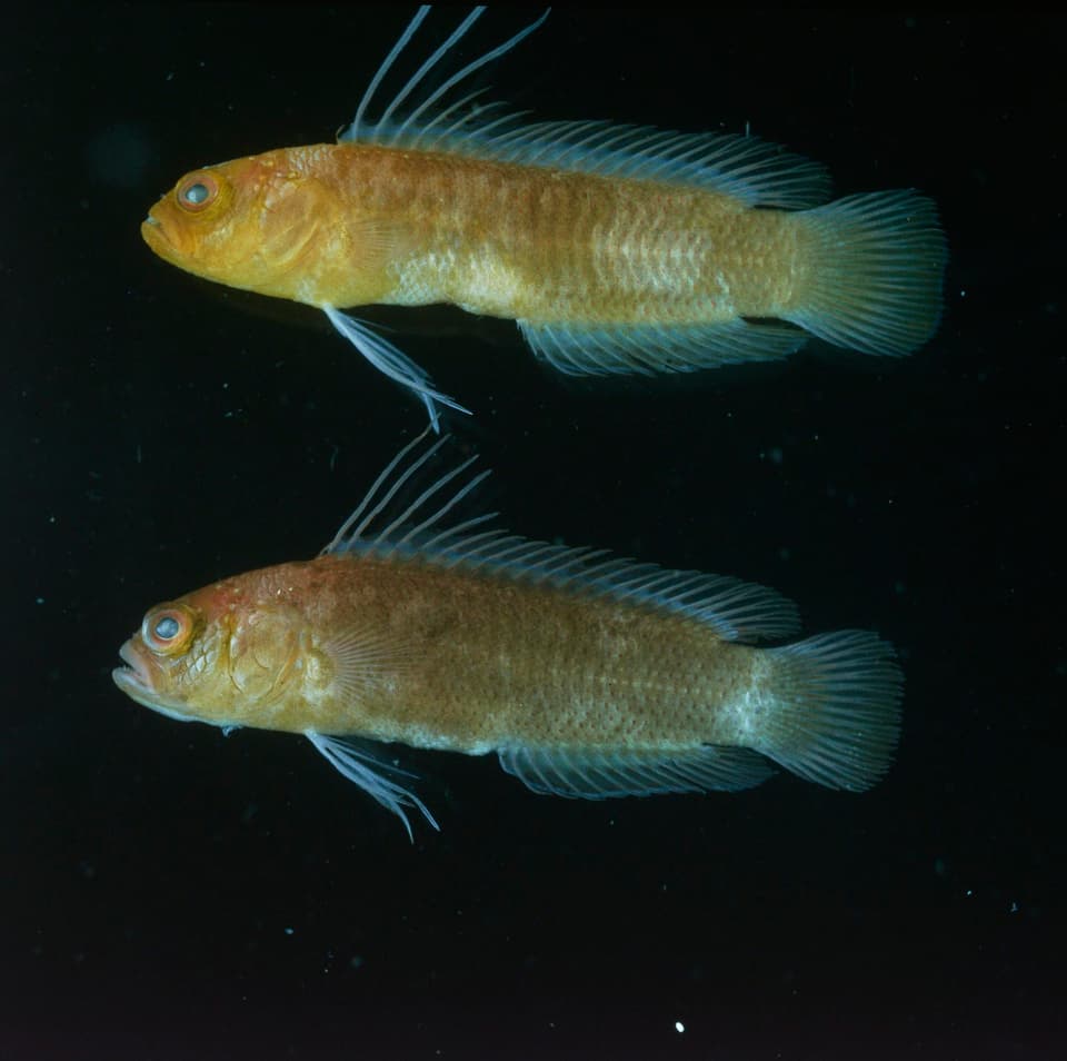 ภาพประกอบของ ปลาดอตตี้แบ็ค cacatuoides (Chlidichthys cacatuoides)