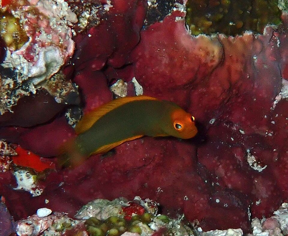 ภาพประกอบของ ปลาดอตตี้แบ็ค inornatus (Chlidichthys inornatus)