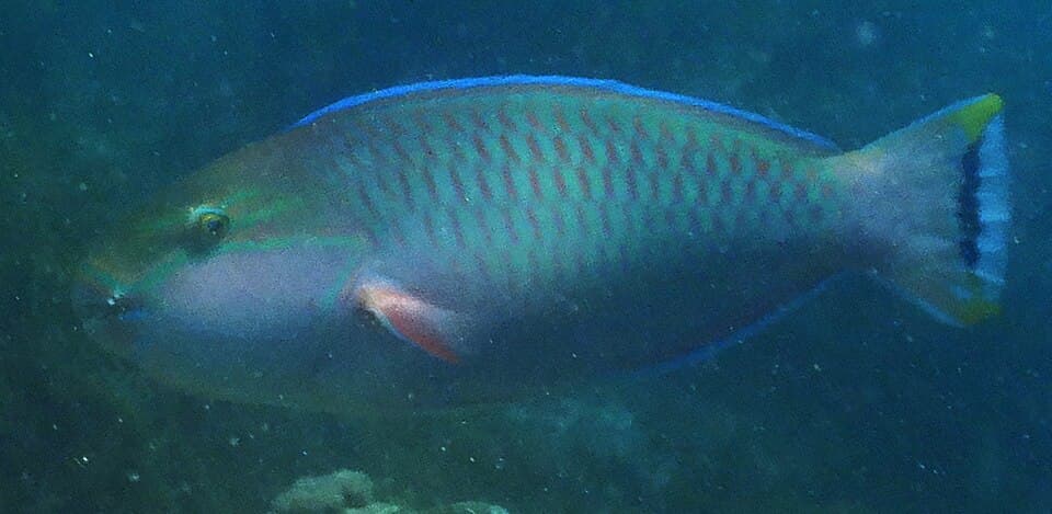 ภาพประกอบของ ปลานกแก้วดำ (Chlorurus atrilunula)