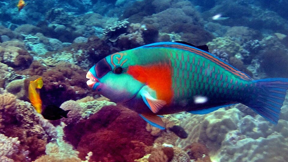 ภาพประกอบของ ปลานกแก้ว bowersi (Chlorurus bowersi)