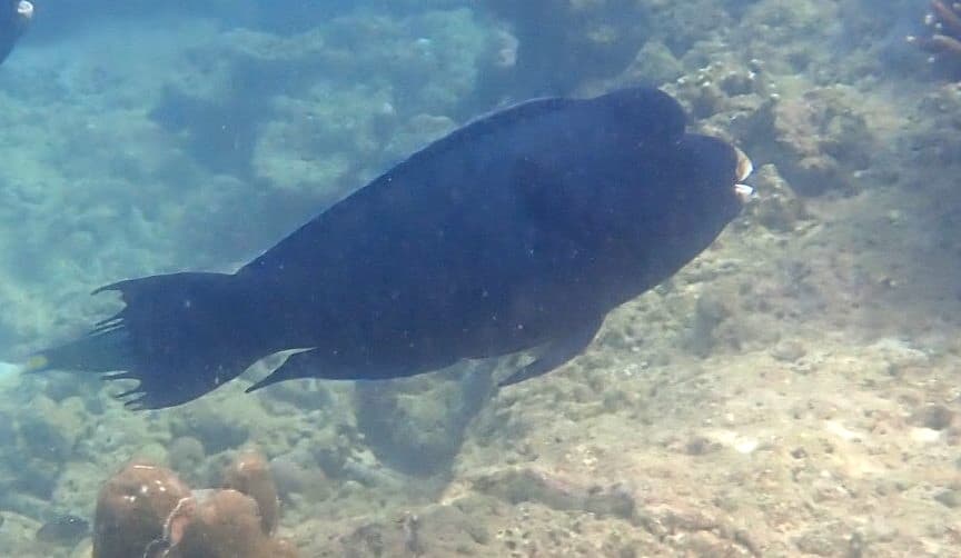 ภาพประกอบของ ปลานกแก้วหางผ้าขี้ริ้ว (Chlorurus rhakoura)