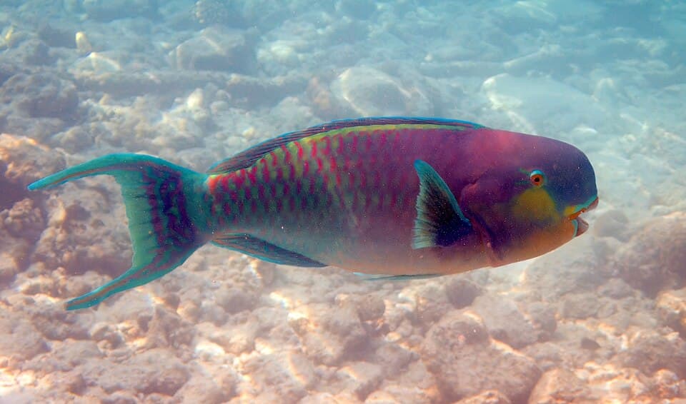 ภาพประกอบของ ปลานกแก้วหัวทุย (Chlorurus strongylocephalus)