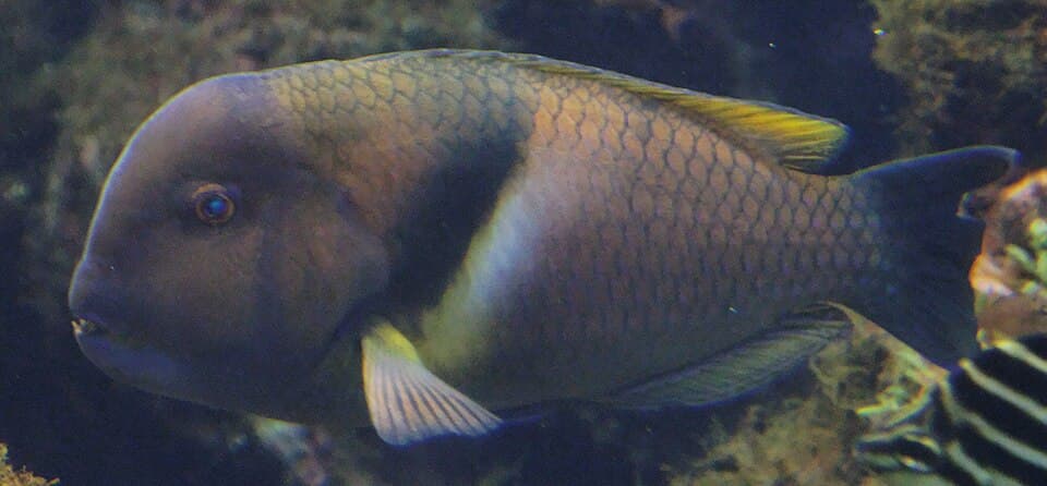 ภาพประกอบของ ปลานกขุนทอง azurio (Choerodon azurio)