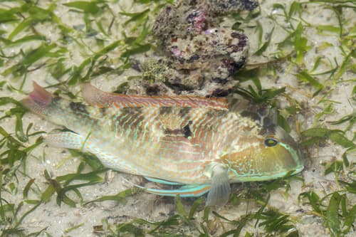 ภาพประกอบของ ปลานกขุนทองขาว (Choerodon oligacanthus)
