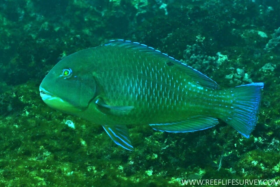 ภาพประกอบของ ปลานกขุนทอง schoenleinii (Choerodon schoenleinii)