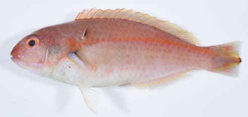 ภาพประกอบของ ปลานกขุนทอง sugillatum (Choerodon sugillatum)