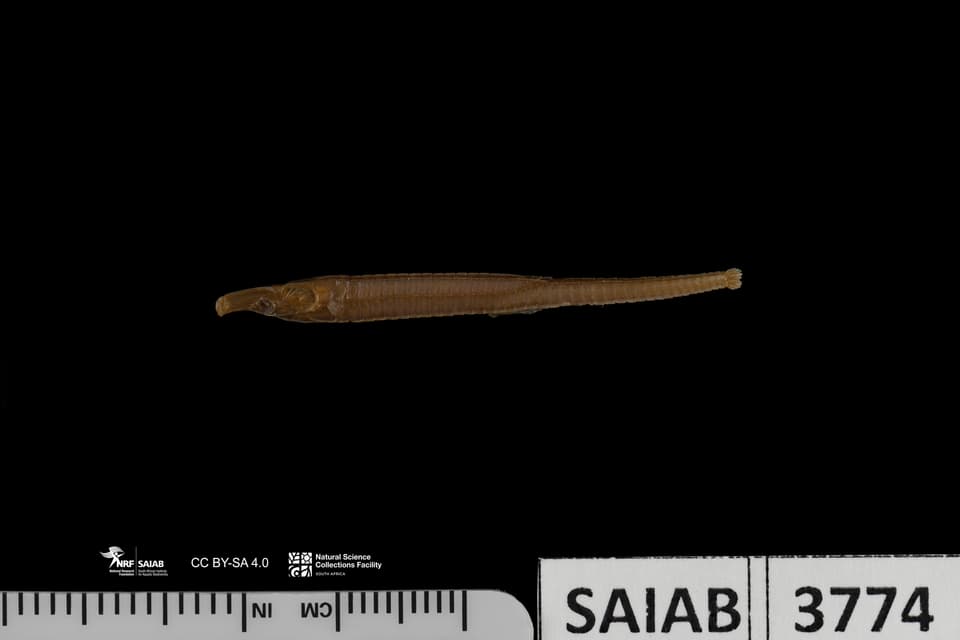 ภาพประกอบของ ปลาจิ้มฟันจระเข้ครีบสั้น (Choeroichthys smithi)