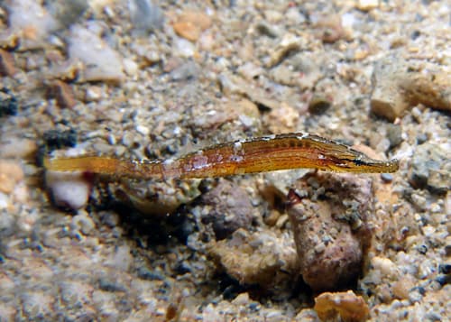 ภาพประกอบของ ปลาจิ้มฟันจระเข้ลายขวาง (Choeroichthys suillus)