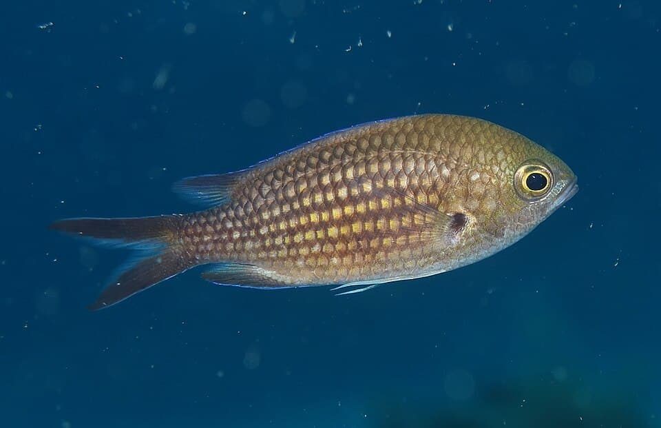 ภาพประกอบของ ปลาสลิดหินเขียวน้ำตาล (Chromis chromis)