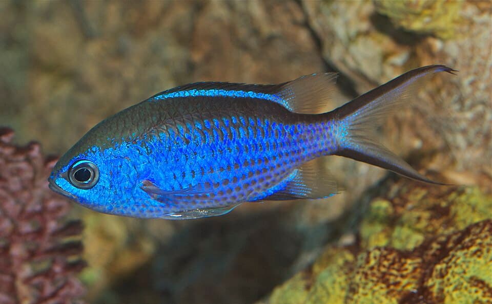 ภาพประกอบของ ปลาสลิดหินเขียวน้ำเงิน (Chromis cyanea)
