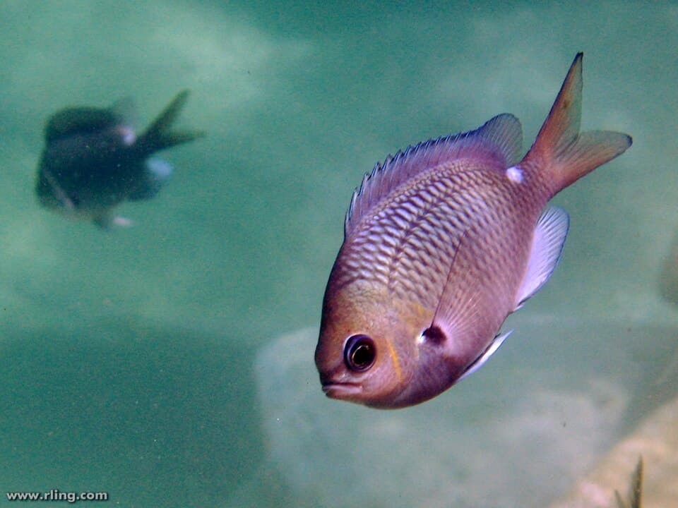ภาพประกอบของ ปลาสลิดหินเขียวจุด (Chromis hypsilepis)