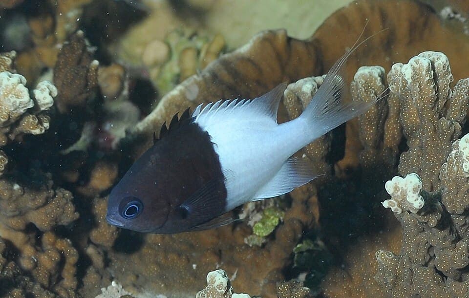 ภาพประกอบของ ปลาสลิดหินเขียวครึ่ง (Chromis iomelas)