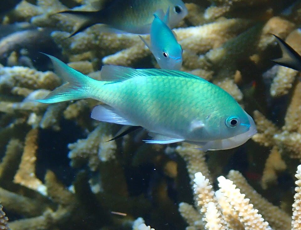 ภาพ ปลาสลิดหินเขียว (Chromis viridis)