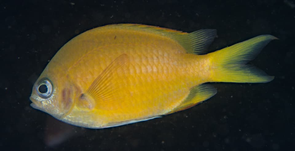 ภาพประกอบของ ปลาสลิดหินเขียวเหลืองน้ำตาล (Chromis xouthos)