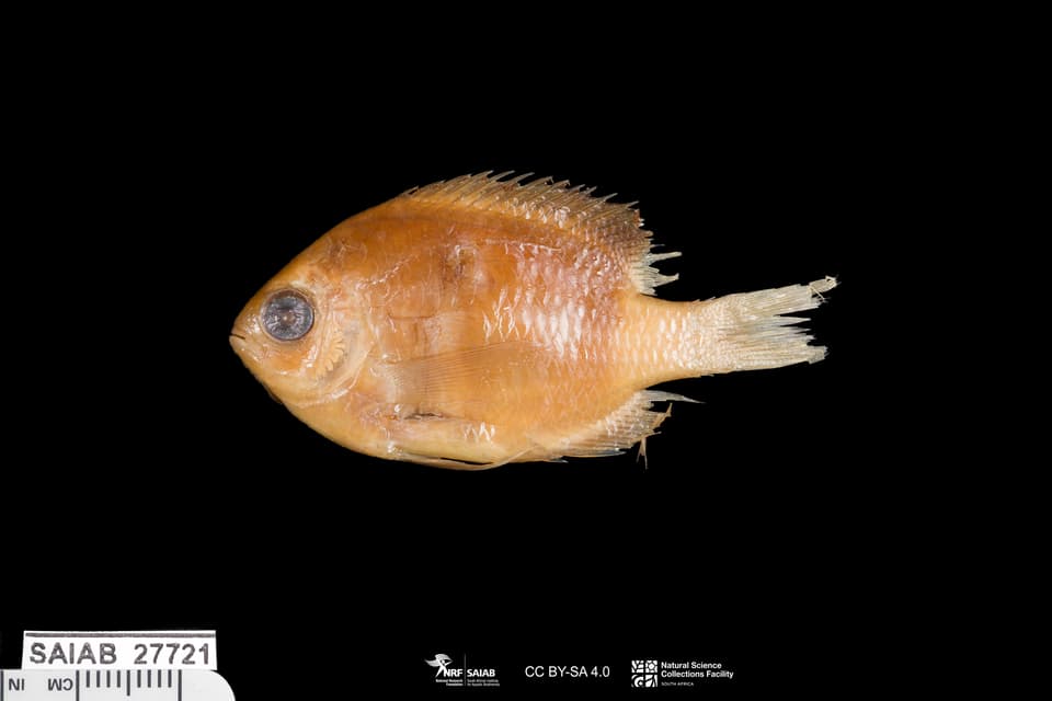 ภาพประกอบของ ปลาสลิดหินเขียว xutha (Chromis xutha)