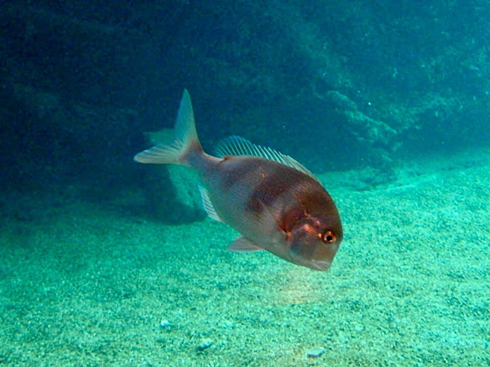 ภาพประกอบของ ปลา anglicus (Chrysoblephus anglicus)