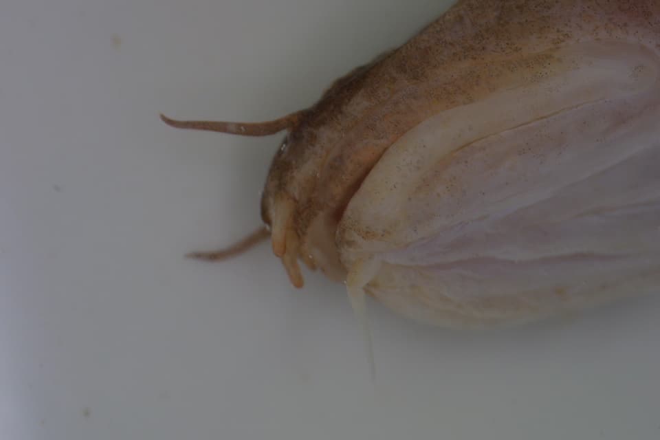ภาพประกอบของ ปลา septentrionalis (Ciliata septentrionalis)