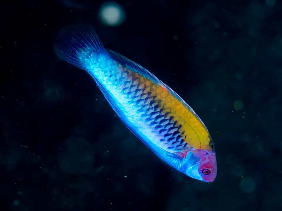 ภาพประกอบของ ปลานกขุนทองนางฟ้าส้ม (Cirrhilabrus aurantidorsalis)