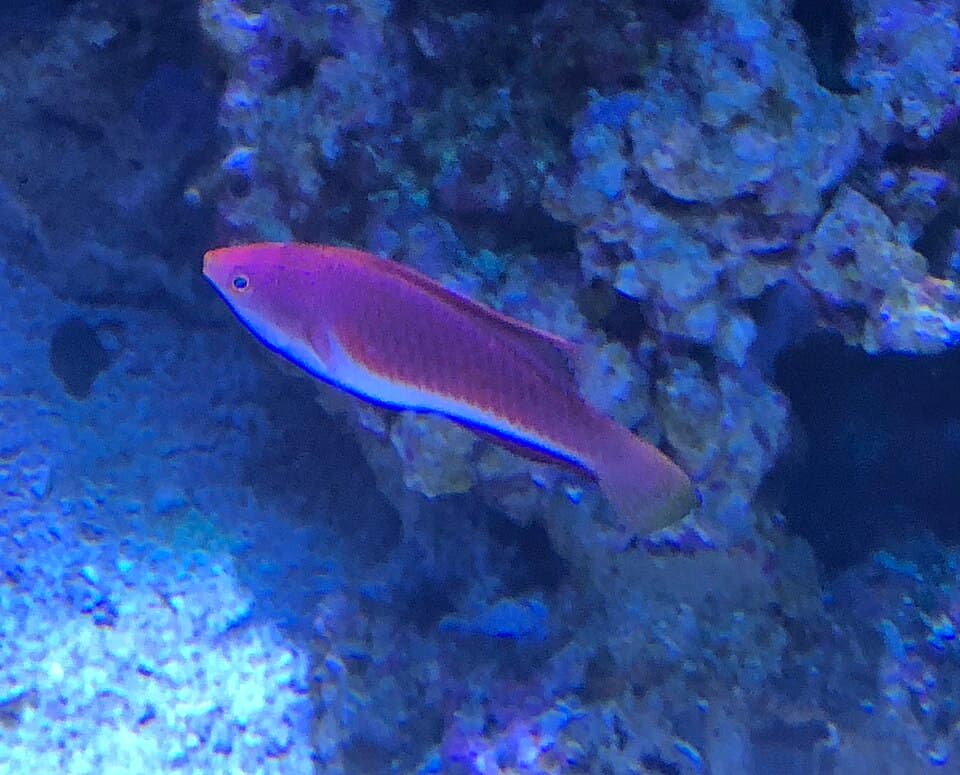 ภาพประกอบของ ปลานกขุนทองนางฟ้าน้ำเงินนางฟ้า (Cirrhilabrus cyanogularis)
