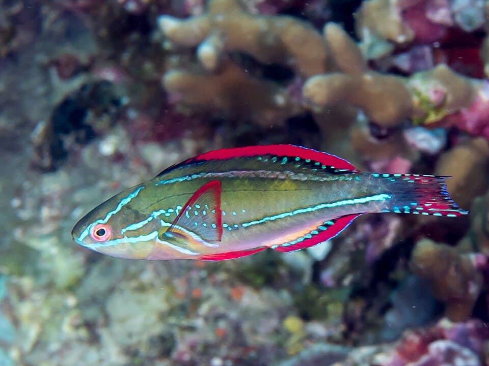ภาพประกอบของ ปลานกขุนทองนางฟ้านางฟ้า (Cirrhilabrus exquisitus)