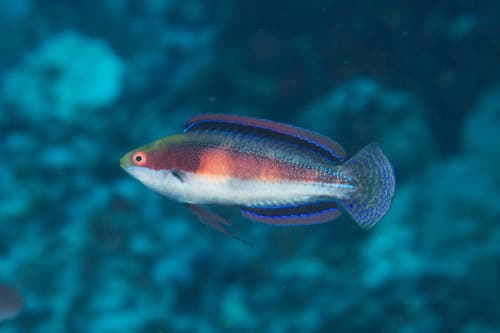 ภาพประกอบของ ปลานกขุนทองนางฟ้า katherinae (Cirrhilabrus katherinae)