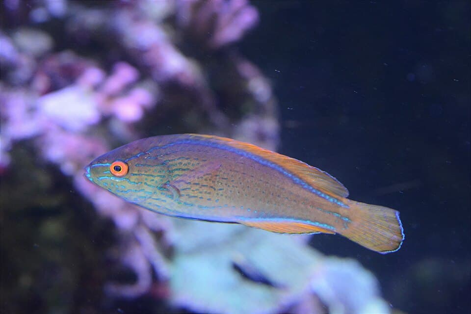 ภาพประกอบของ ปลานกขุนทองนางฟ้า lineatus (Cirrhilabrus lineatus)