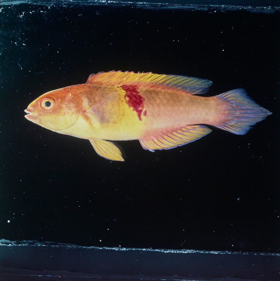 ภาพประกอบของ ปลานกขุนทองนางฟ้าแดงลายด่างนางฟ้า (Cirrhilabrus sanguineus)