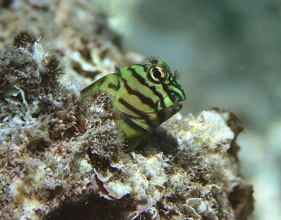 ภาพประกอบของ ปลาตั๊กแตนหิน castaneus (Cirripectes castaneus)