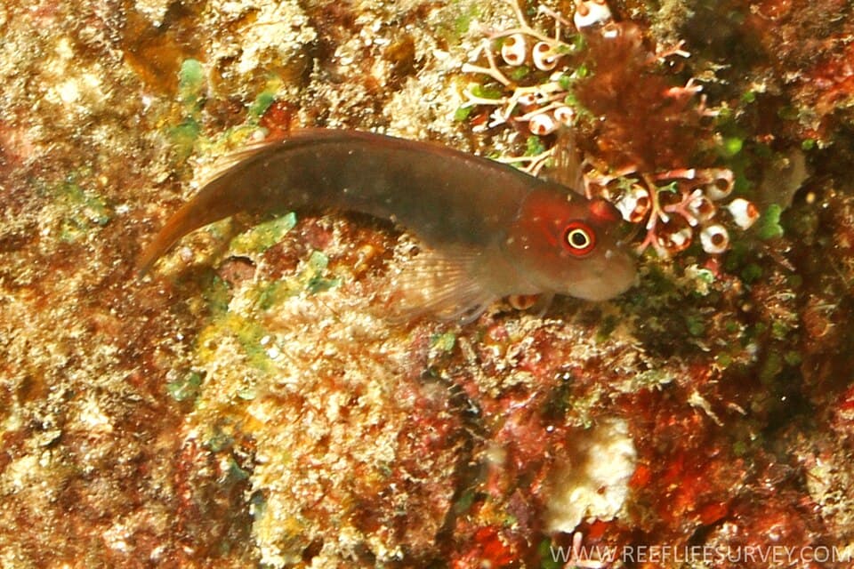 ภาพประกอบของ ปลาตั๊กแตนหินตั๊กแตนหิน (Cirripectes filamentosus)
