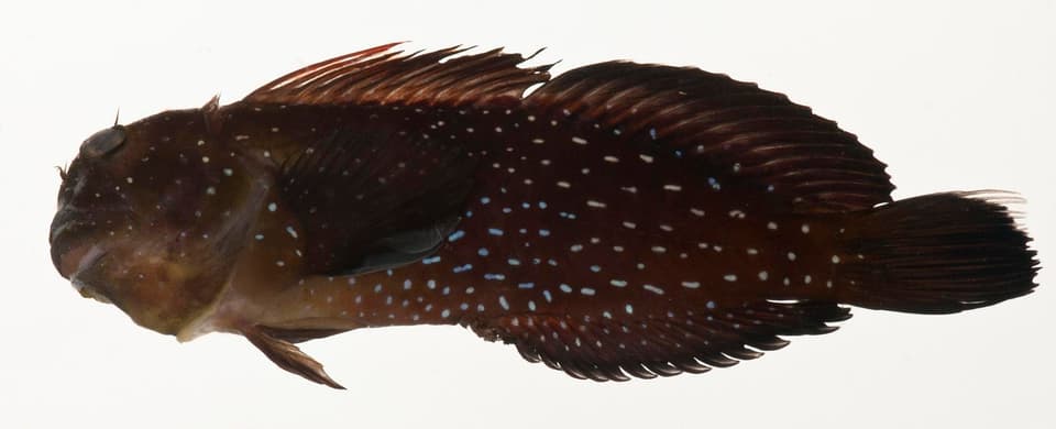 ภาพประกอบของ ปลาตั๊กแตนหินตั๊กแตนหิน (Cirripectes jenningsi)