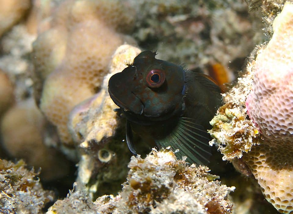 ภาพประกอบของ ปลาตั๊กแตนหินตั๊กแตนหิน (Cirripectes stigmaticus)