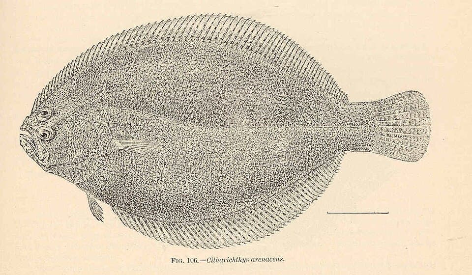 ภาพประกอบของ ปลา arenaceus (Citharichthys arenaceus)