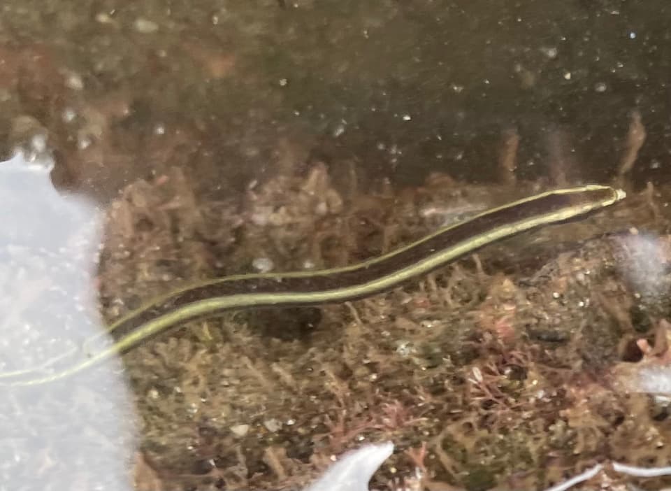 ภาพประกอบของ ปลาบู่ไฟ bilineatus (Clarkichthys bilineatus)