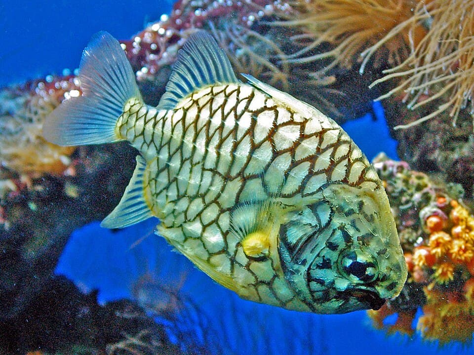 ภาพประกอบของ ปลา gloriamaris (Cleidopus gloriamaris)
