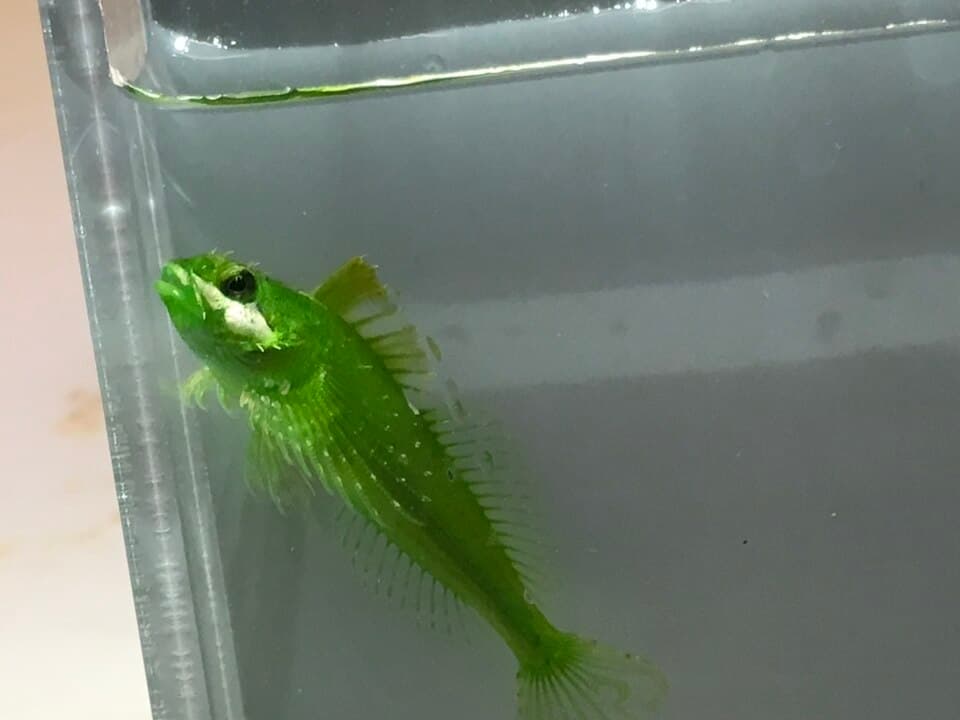 ภาพประกอบของ ปลา acuticeps (Clinocottus acuticeps)