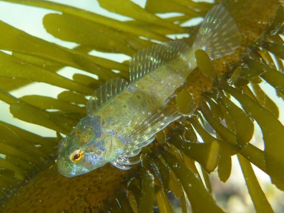 ภาพประกอบของ ปลา recalvus (Clinocottus recalvus)