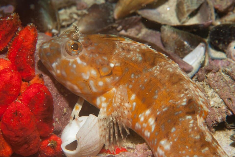 ภาพประกอบของ ปลา musaicus (Clinus musaicus)