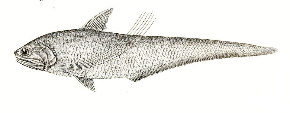 ภาพประกอบของ ปลา ramcarati (Coilia ramcarati)