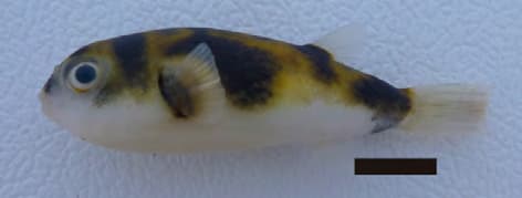 ภาพประกอบของ ปลาปักเป้า tocantinensis (Colomesus tocantinensis)